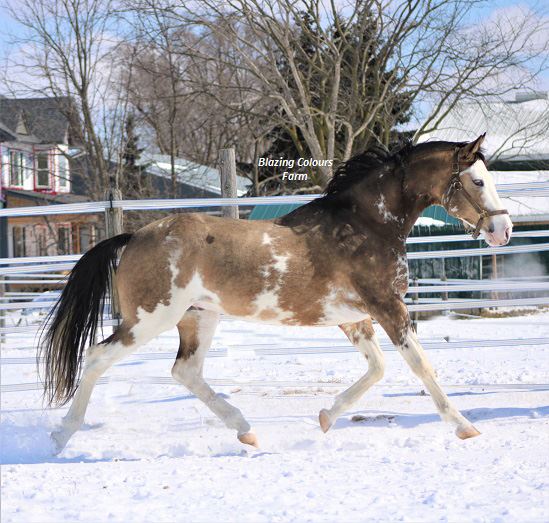 Buckskin Pinto Thoroughbred Stallion